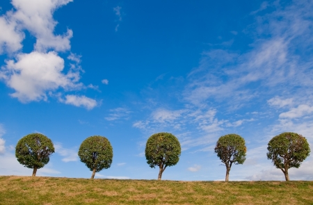 Trees against the sky  Sunny day の写真素材
