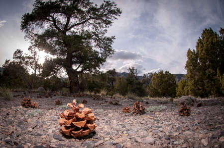 Pinecone In Front Of Tree In Western USAの写真素材