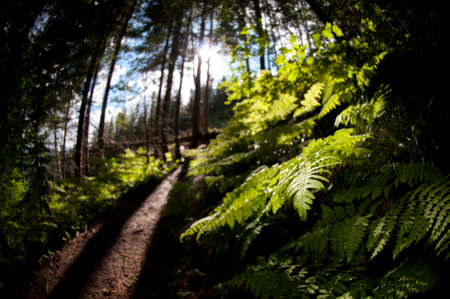 Light In Forest With Ferns And Trail In Pacific Northwestの写真素材