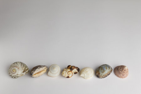  clam, conch, mussel, shell, backgroundの写真素材