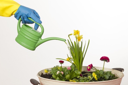 Watering flowersの写真素材
