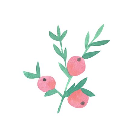 Watercolor berries of red rosehip or cranberries isolated on white background.の写真素材