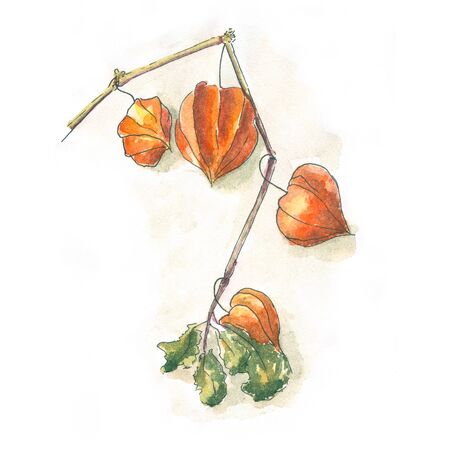 Beautiful watercolor orange physalis on an isolated background. Were being hunted on a branch with leaves aquarelleの写真素材