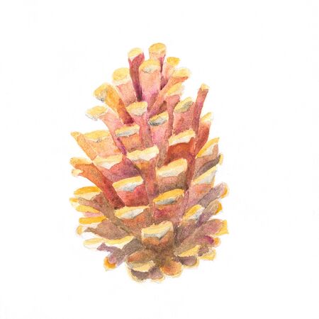 New Year Christmas watercolor brown pinecone isolated backgroundの写真素材