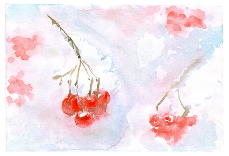 Watercolor viburnum berries illustration. Painted isolated superfood on white backgroundの写真素材