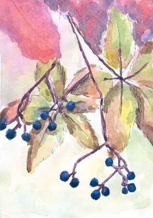 Beautiful watercolor pattern of wild grapes
 and leaves for illustrations of cards, logos, weddingsの写真素材