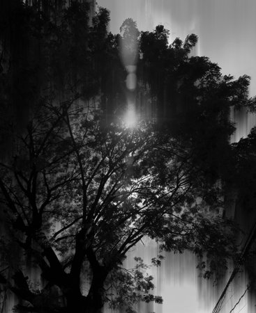 At dusk, the sun cast a mysterious flare of light from an old wattles tree. A black and white abstract photo.の写真素材