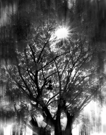 A beautiful abstract black and white photo of an old wattles tree that cast a streak of light. A mysterious scene at dusk.の写真素材