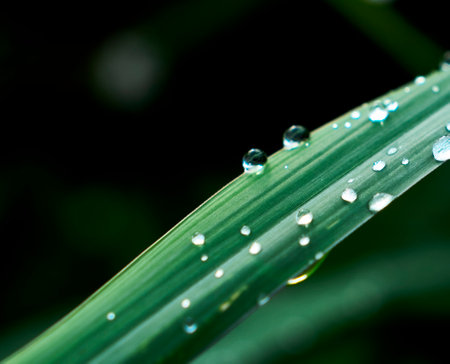 Macro photo of droplets of rain on a leaf of grass.の写真素材