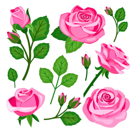 Beautiful set of pink roses flowers buds and branchesのイラスト素材