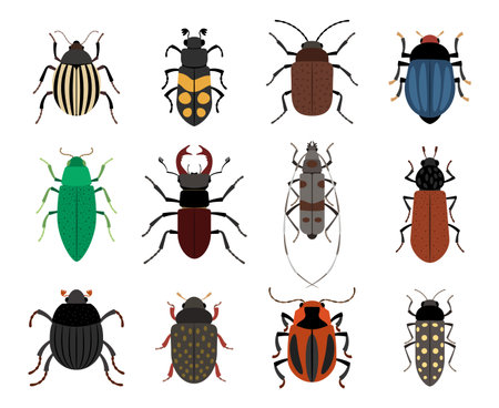 Collection of cute different beetlesのイラスト素材
