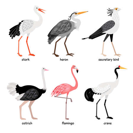 Wonderful collection consisting of nice colored birdsのイラスト素材