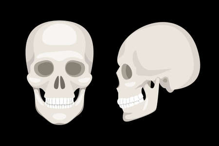 Two white human skulls on black backgroundのイラスト素材