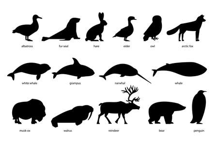 Collection of silhouettes of Arctic Animalsのイラスト素材