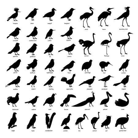 Collection of silhouettes of birdsのイラスト素材