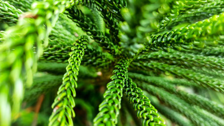 beautiful green leaf of a pine treeの写真素材