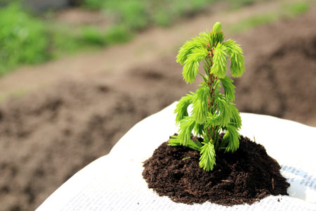 Concept, symbolizing the germs of the knowledge obtained from books. Ðlso it may be eco conceptの写真素材