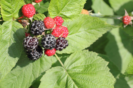 raspberry cane with black and red berry 