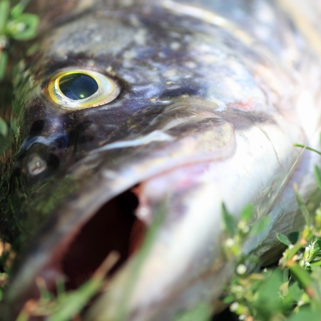 jaws of a pike close upの写真素材
