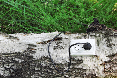 power receptacle and switchplug on a tree