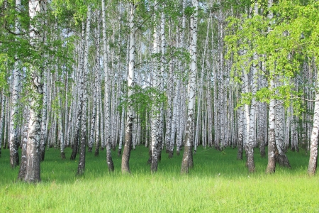 spring birch groveの写真素材