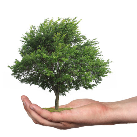 concept symbolizing the care of the forest or sell wood