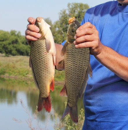 carp in the hand of fisherman against the riverの写真素材