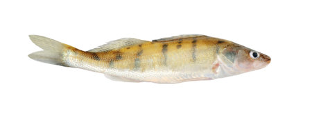 zander, isolated over white