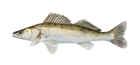zander, isolated over whiteの写真素材