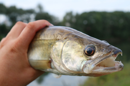 caught zander in Ð° hand of a fishermanの写真素材