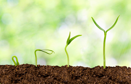 Plants growing from soil - Plant progress Plants growing from soil - Plant progress