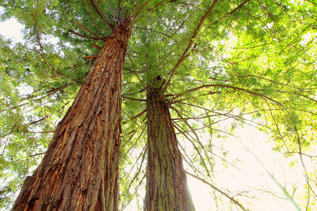 Giant sequoia treesの写真素材