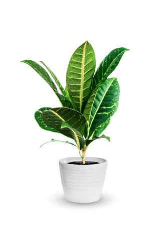 young croton (codieum) a potted plant isolated over whiteの写真素材