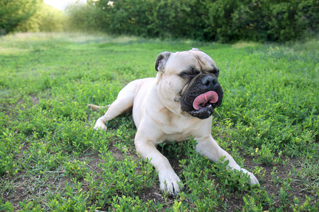 bullmastiff lying on the green grassの写真素材