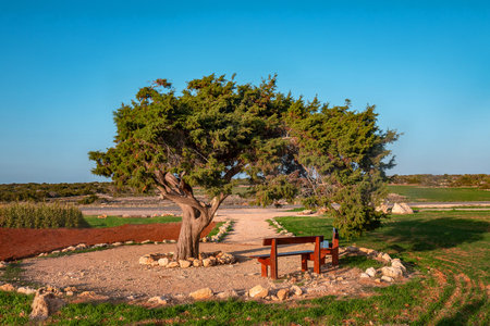 Picnic area in Cyprus near the conifer treeの写真素材