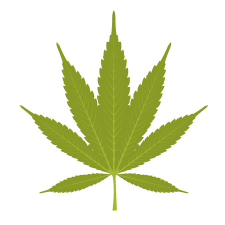 Leaf of marijuana - cannabis on white backgroundのイラスト素材