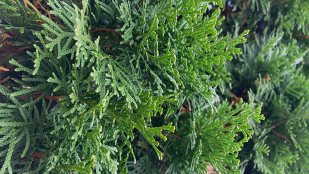 Evergreen thuja background in natural green colors