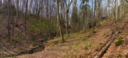 Small valley in the woods の写真素材