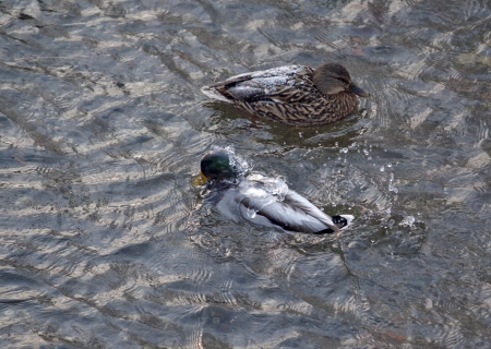 Ducks on the waterの写真素材