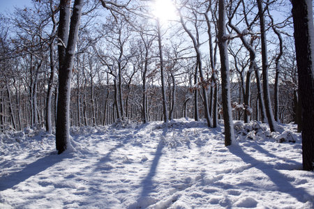 Winter wonderland の写真素材