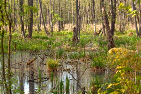 Forest swamp scene の写真素材