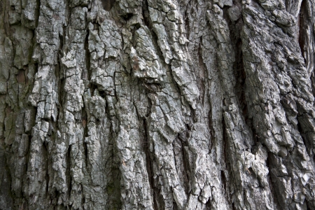 Tree bark close-upの写真素材