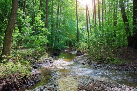 Forest creek の写真素材