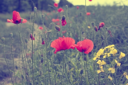 Field of poppies の写真素材