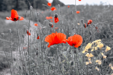Field of poppies の写真素材
