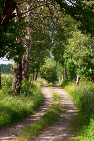 Forest pathの写真素材