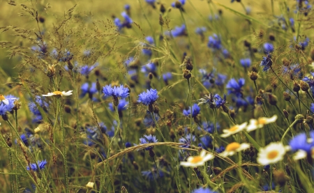 Flowering Meadow の写真素材