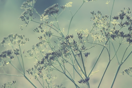 Flowering meadowの写真素材