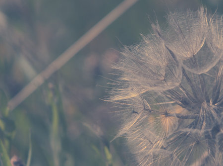 Dandelion flower 