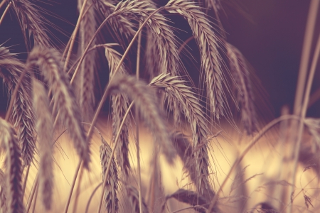 Grain field の写真素材